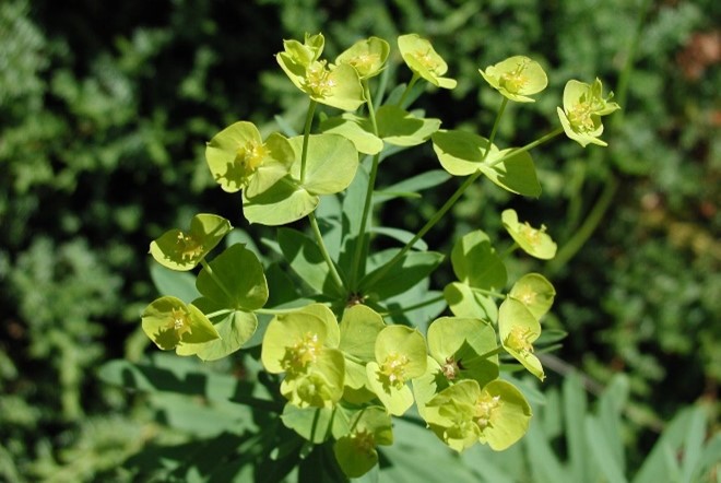 weeds